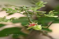 Majidea zanguebarica